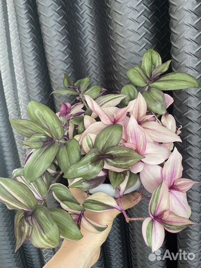 Традесканция