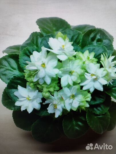 Детки сортовых фиалок -1