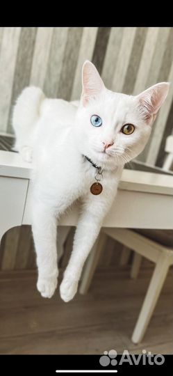 Кот в добрые руки