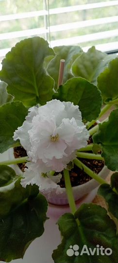 Листики сортовых фиалок