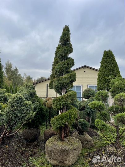 Туя смарагд(спираль)