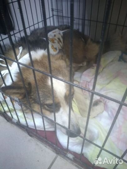 Собака в добрые руки