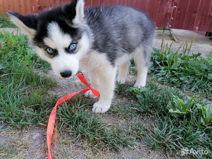 Кинолог с выездом к Вам.Дрессировка собак