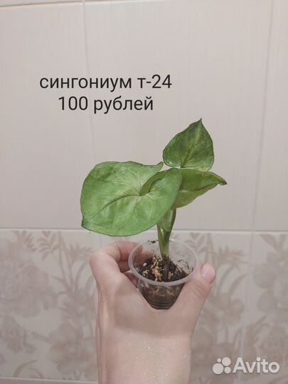 Комнатные растения