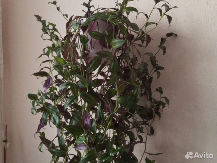 Традисканция