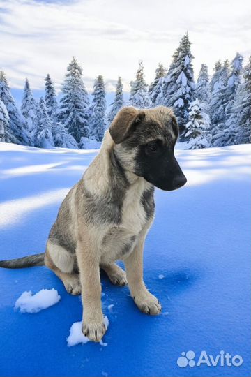 Щенок в добрые руки мальчик