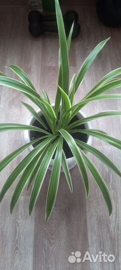 Распродажа