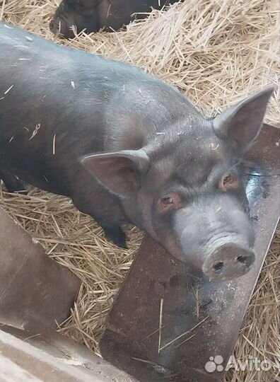 Мясо вьетнамской свиньи