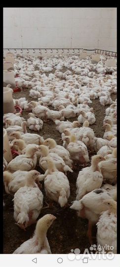 Бройлер, гуси, утки бройлерные, индюки и доминанты