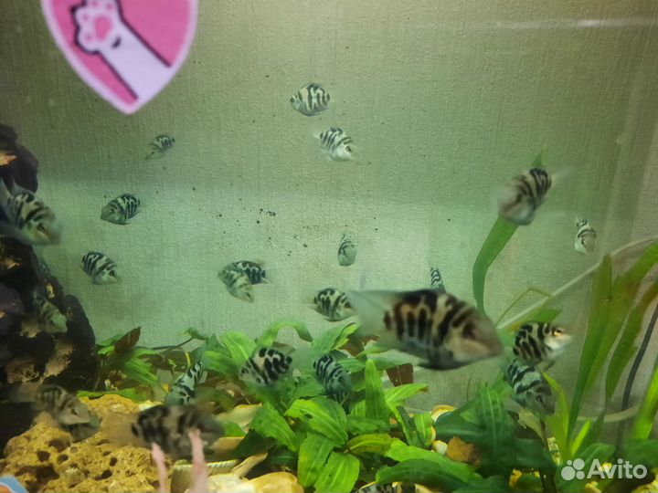 Рыбки в аквариум сапфировый попугай, попугай панда