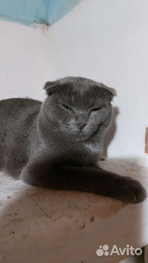 Шотландский кот вязка