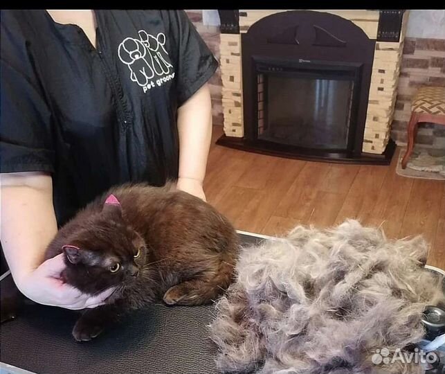 Стрижка собак и кошек