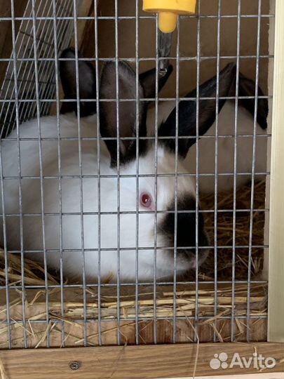 Продаю кроликов