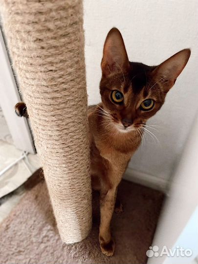Абиссинская кошка вязка