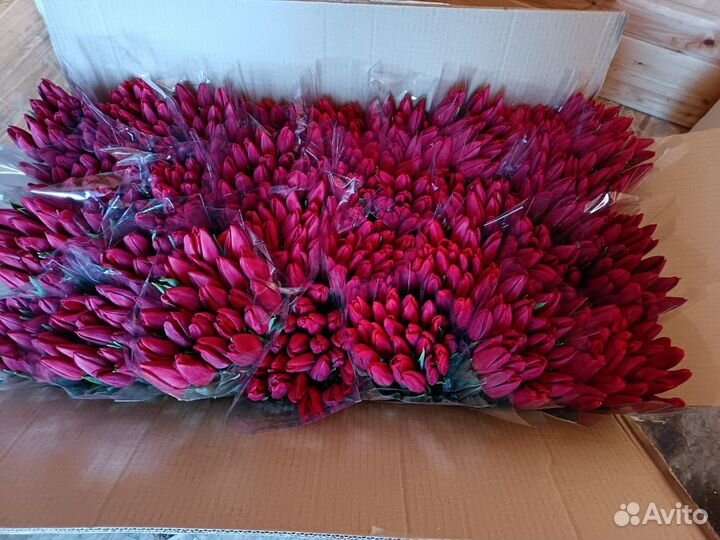 Тюльпаны к 8 марта