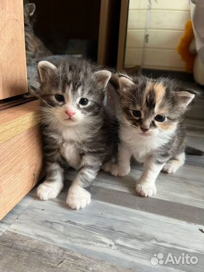 Котята мейн-кун