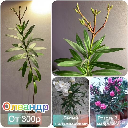 Олеандр,гибискус,саландра,хавортия,пассифлора