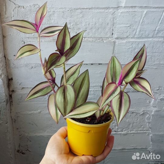 Традесканция. 10 видов. Комнатные растения