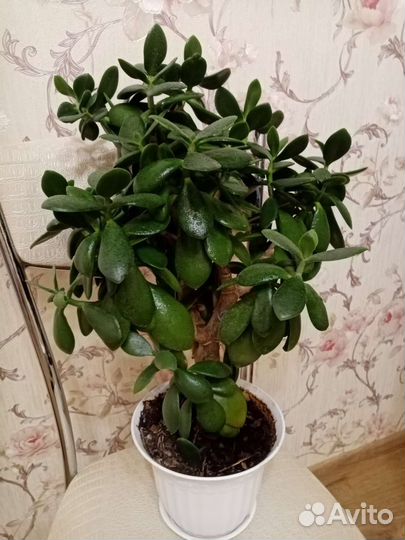 Денежное дерево