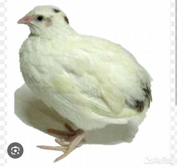 Инкубационное яйцо перепелов