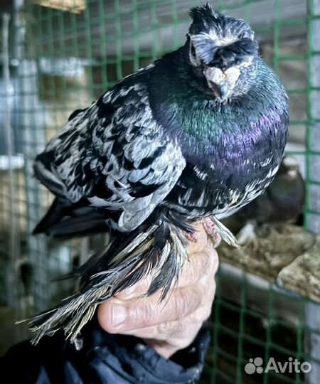 Андижанские голуби