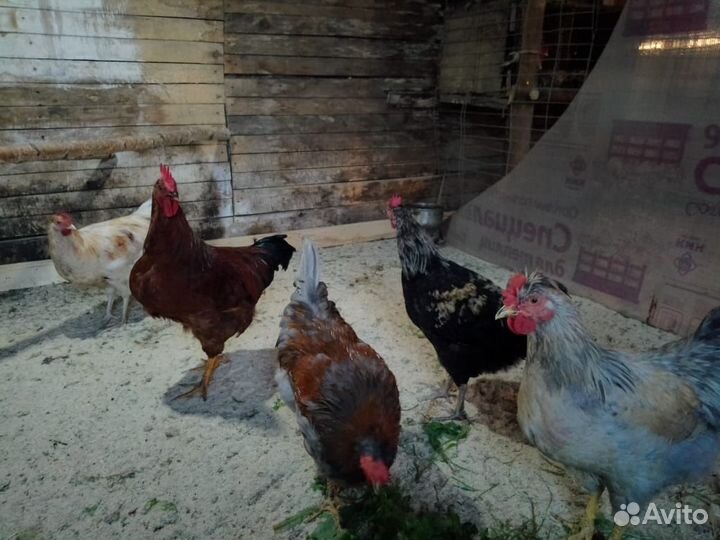 Продам молодых петушков