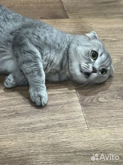 Кошки в добрые руки бесплатно вислоухая