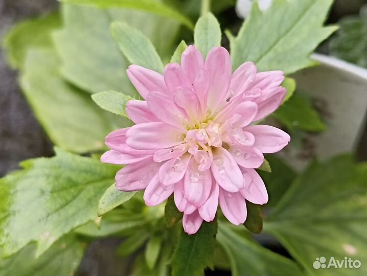 Садовые цветы: астра, цинерария