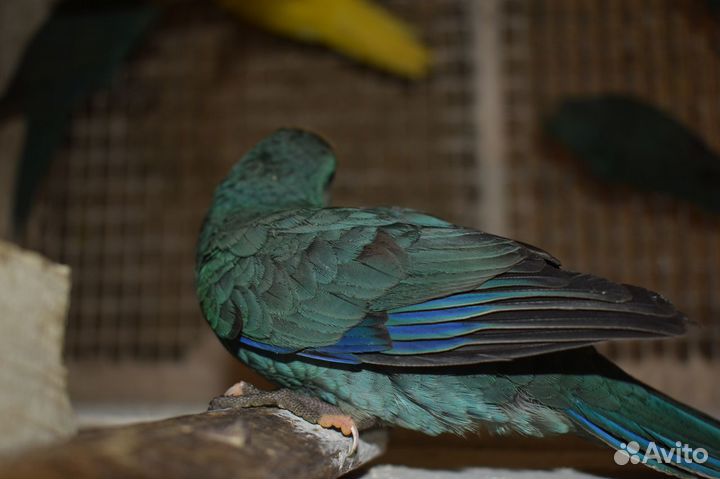 Синий какарик