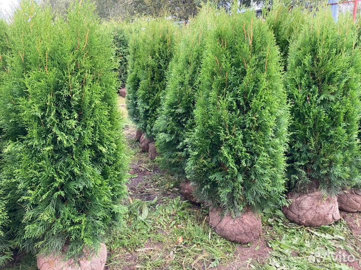 Саженцы Туя Смарагд 140-160 см с доставкой