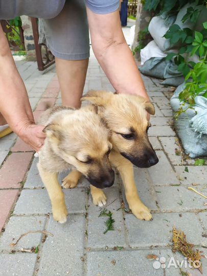 Щенки дворняжки