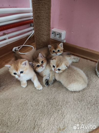 Золотые котята