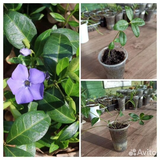 Почвопокровники: дюшенея, барвинок, вербейник