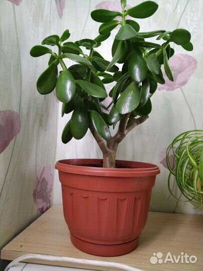 Продам цветы комнатные