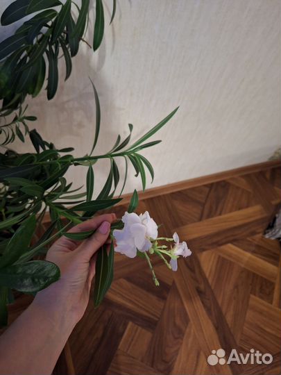 Олеандр махровый