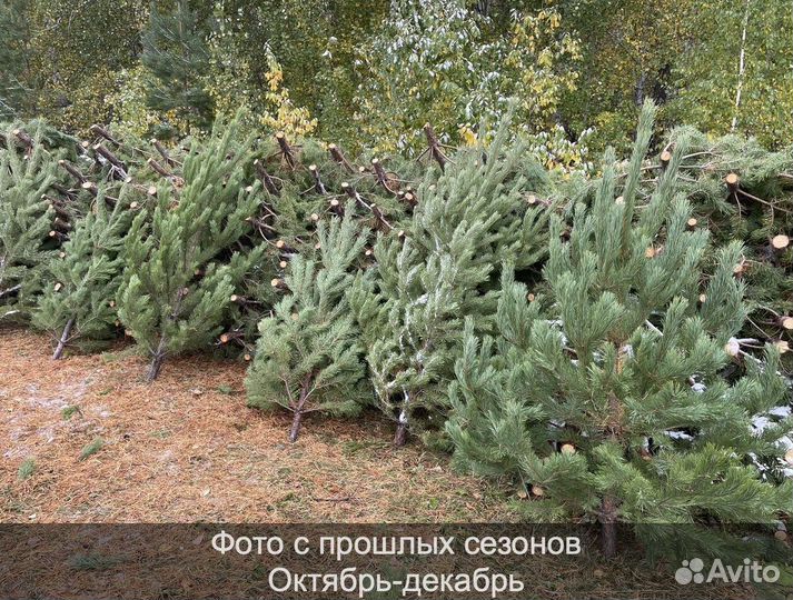 Елка сентябрьская рождественская опт