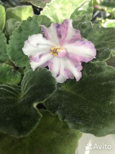 Детки-стартеры фиалок,пасынки химер