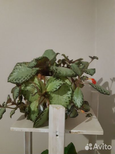 Спатифиллум