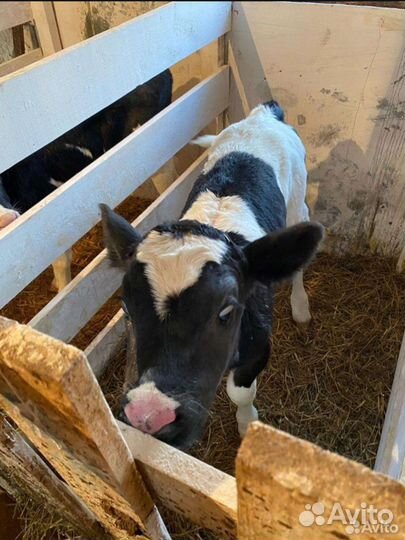 Бычки и телята