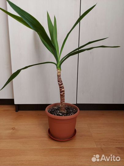 Пальма Юкка