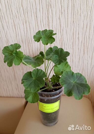 Пеларгония герань Та Эммануэль