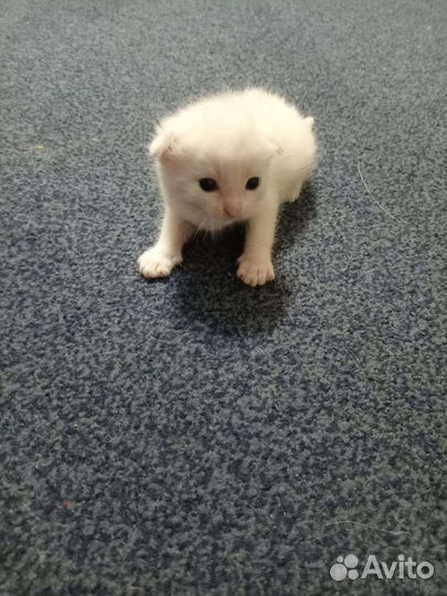 Кошечка вислоухая