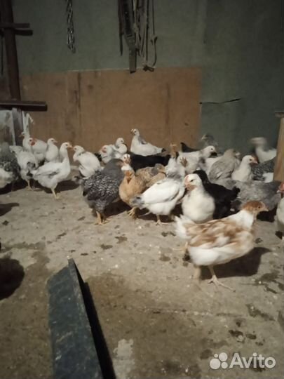 Куры молодки несушки домашние