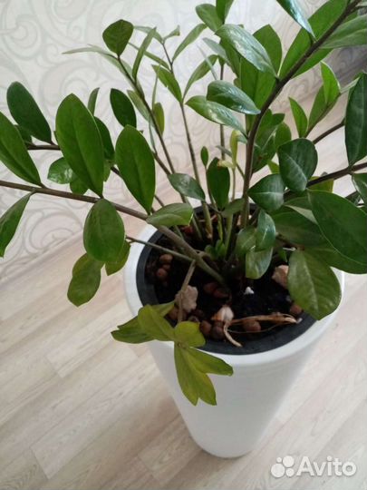 Замиокулькас с горшком