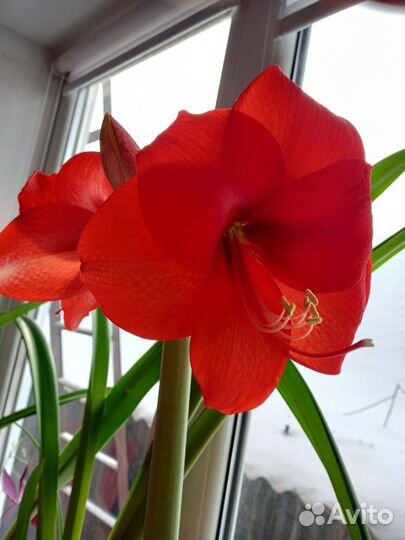 Гиппиаструм