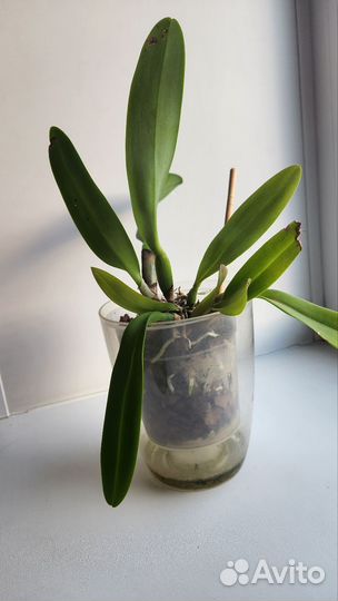 Орхидея каттлея