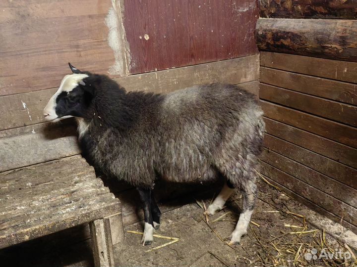 Овцы бараны