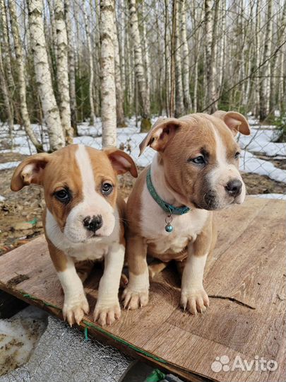 Щенки американского стаффорда