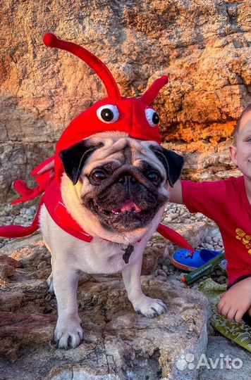 Костюм для собаки Краб