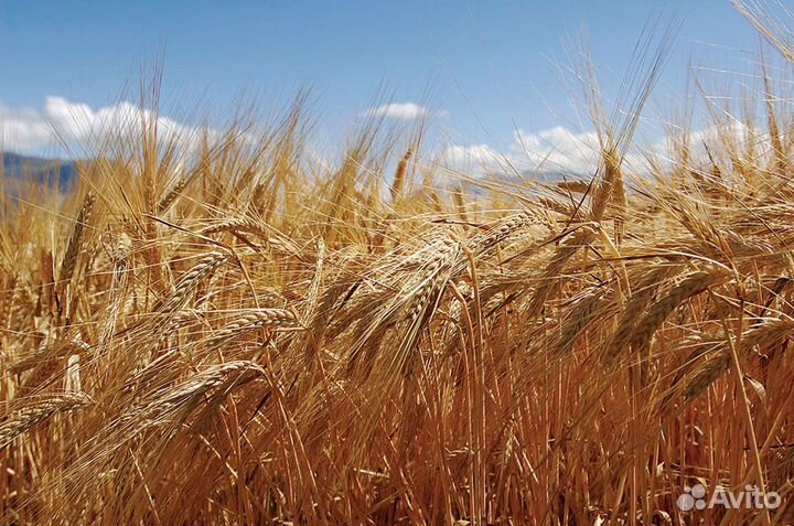 Продам ячмень новый урожай